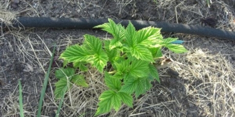 Kada i kako presaditi maline?